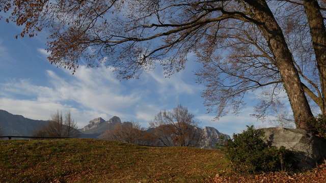 Alberi in inverno