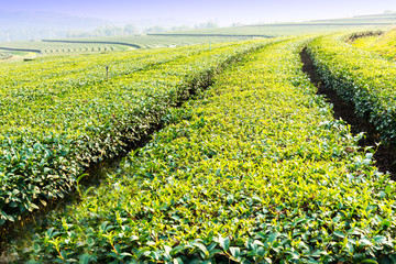 Fototapeta na wymiar Green tea plantation landscape