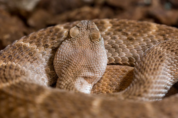 Rattlesnake