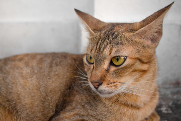 Brown cat with yellow eyes and a crescent of black eyes are looking.