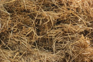 Dry yellow hay, grass background