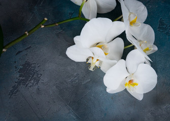 Fresh orchids flowers on stone background with copy space
