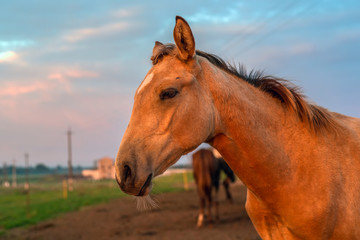 portrait of a horse on a farm