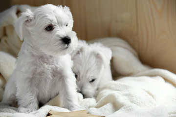 Cute puppies at home