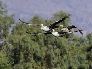 Three White Pelicans in Flight Against Green Trees