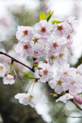 Japanese cherry Blossom (Sakura tree) spring season or hanabi season in japan, outdoor garden background