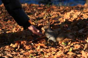 furry red squirrel in the park
