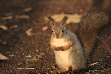 furry red squirrel in the park