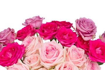 Bunch pink and violet blooming fresh rose flowers border isolated on white background