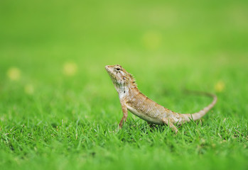 portrait of cute little lizards hunt among the lush green grass