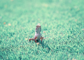 portrait of cute little lizards hunt among the juicy grass in the meadow