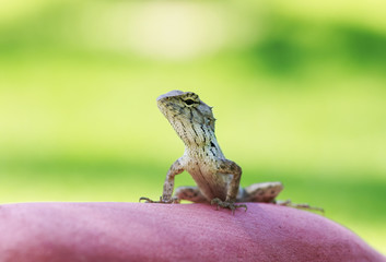 portrait of a cute little lizard sits and basks in the stone waiting for insects