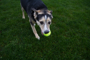 Naklejka na ściany i meble the dog carries a tennis ball