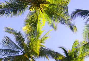 Obraz premium green leaves of palm trees and coconuts grow bottom view against the blue bright sky