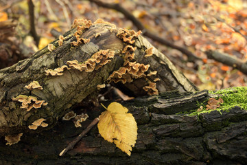 holzstamm