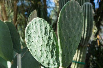 cactus opuntia ficus indica succulent close up