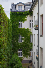 Fototapeta na wymiar City patio with green plants