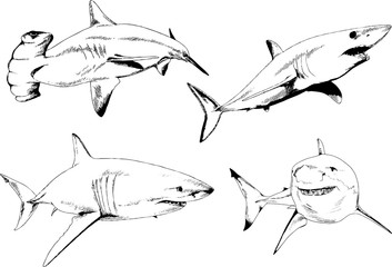 set of vector drawings on the theme of marine predators sharks drawn in ink by hand on a white background