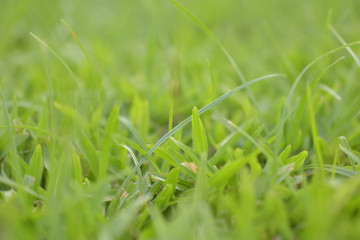 Close-up of grass on the pitch. (DOF Shallow)