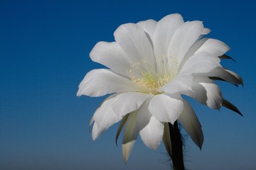 cactus beautiful flower white in sunny day closeup