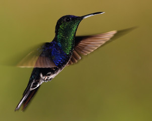 Kolibri Humming Bird