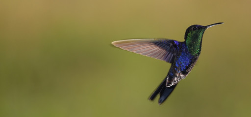 Kolibri Humming Bird