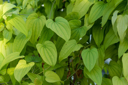 light green plant leaf of dioscorea basiclavicaulis background pattern