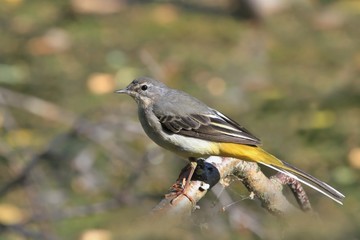 A young grey wagtail sitting on a branch above water