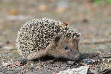 West European hedgehog on the ground. Common hedgehog