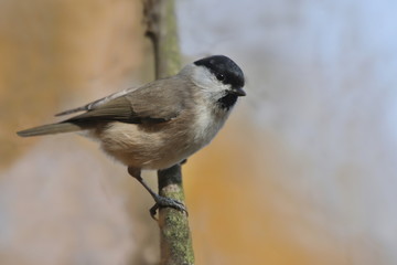 Marsh tit sitting on the branch with blue and yellow background. 