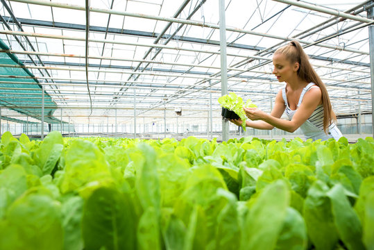 Young Adult Woman Gardening In A Greenhouse