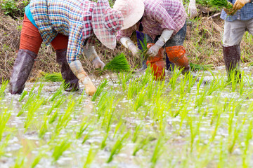 asian farmer working on Field
