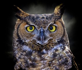 Portrait of a great horned owl