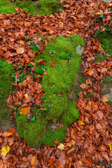 Selva de Irati, Navarra, Spain