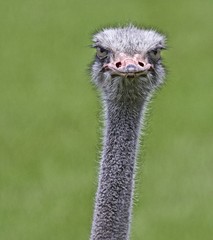 Ostrich with attitude