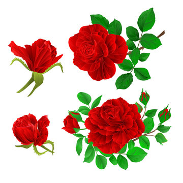 Red roses with buds and leaves vintage  on a white background set first vector illustration editable hand draw