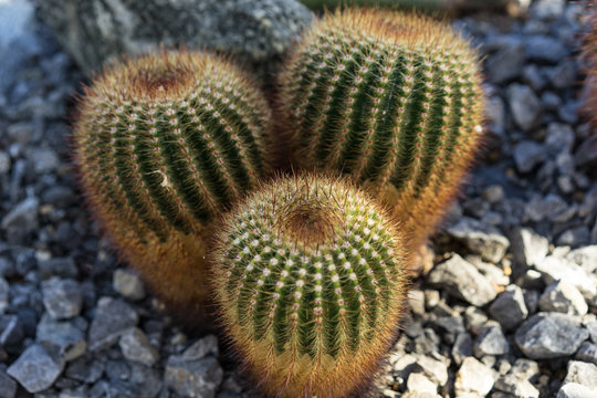 three parodia scopa cactus succulent red spikes