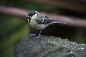 Kohlmeise, Parus major, auf Baumstamm