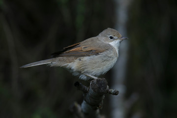 Klappergrasmücke, Sylvia curruca, im Garten