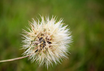 Dandelion on field