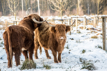 highlander