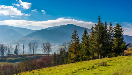 Spruce trees at Volovets serpentine in Carpathians. Gorgeous late autumn landscape with Temnatyk mountain in the distance. Beautiful nature of Carpathian mountains