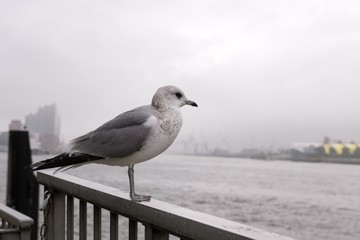 Seagulls in the harbor. Hamburg, Germany