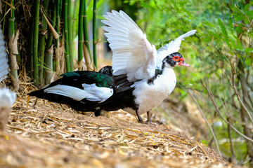Domestic geese graze on traditional village goose farm
