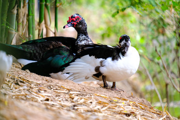 Domestic geese graze on traditional village goose farm