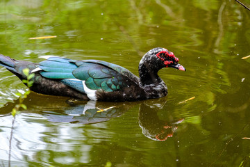 Flock of domestic ducks swimming in the backwaters