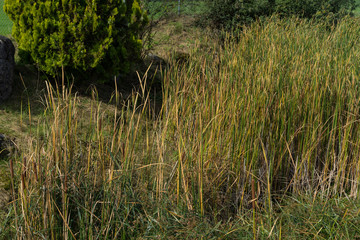 plant bush close up view in summer