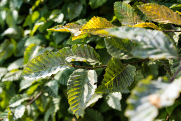 plant bush close up view in summer