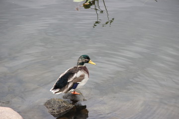 duck