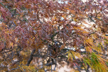 tree with red leaf leaves in autumn
